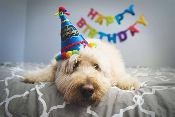 Geburtstagswünsche für Tiere & Tierfreunde